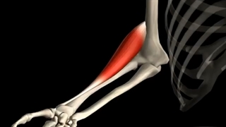 عمل عضله بازویی زنداعلایی