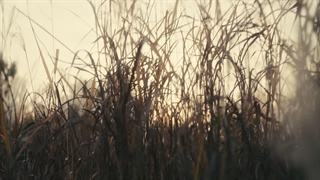 قسمت 1 سریال پاچینکو با زیرنویس فارسی(Pachinko 2022)با بازی لی مین هو