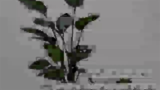 خرید و سفارش آنلاین پرنده بهشتی در سایزهای مختلف