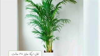 خرید و سفارش آنلاین گیاه آپارتمانی اریکا در سایزهای مختلف