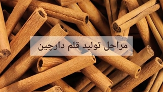 مراحل تولید و تهیه دارچین