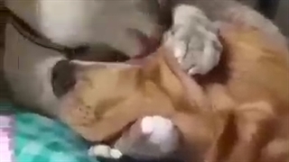 عشق بین حیوانات...