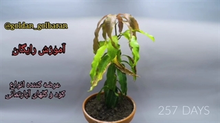 کاشت انبه در خانه تکثیر انبه در خاک گلدان کود مناسب