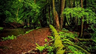 ترانه: به من معنا بده ای یار