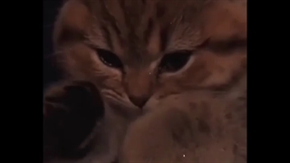 یکی تو فکر عشقه .... XD