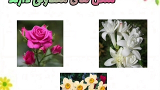 گوناگونی گیاهان قسمت دوم درس دوازدهم