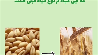 گوناگونی گیاهان قسمت سوم درس دوازدهم