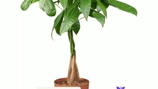 خرید و سفارش آنلاین گیاه پاچیرا ( درخت پول)  در سایز و گونه های مختلف