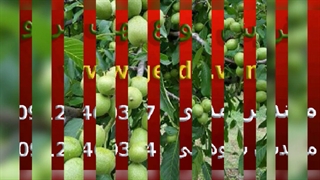 فروش بهترین نهال گردو چندلر با شناسه معتبر و گارانتی اصالت از اصیل گردو