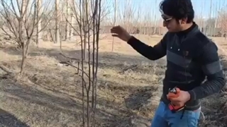 آموزش هرس درخت گلابی | نهالستان ارغوان نهال