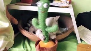 کاکتوس سخنگو