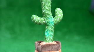 کاکتوس رقاص