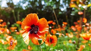 صدای طبیعت
