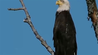 تولد دوباره عقاب