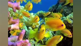 دلنوشته