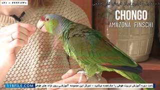 فیلم آموزش تربیت طوطی-اهلی کردن طوطی-نگهداری از طوطی-5 نشانه بیماری پرنده