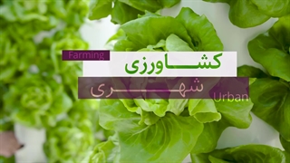 کشاورزی شهری ؛ تولید یا پرورش محصولات کشاورزی در درون شهر