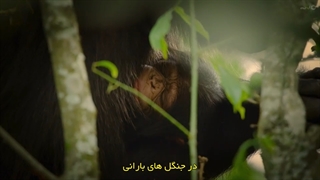 رشد حیوانی 3