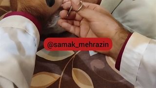 قطع عصب۸