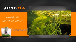 مراحل رشد 33 روزه ماهی مولی از تولد تا بلوغ