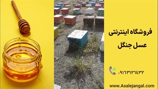 کندوهای فروشگاه عسل جنگل