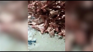 رفع یک ابهام در واردات گوشت به کشور/ فیلم منتشر شده در فضای مجازی مربوط به ایران نیست