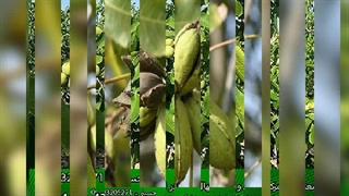 خرید نهال گردو چندلرپیوندی