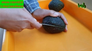 کاشت بذری آووکادو