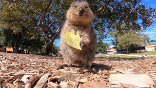 برگ خوردن بامزه یک کئوکا