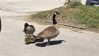 دفاع غاز ماده از جوجه ها در برابر شاهین
