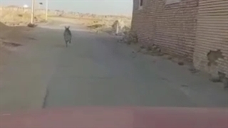 کفتار راه راه با کمک فرد روستایی به زیستگاه خود هدایت شد