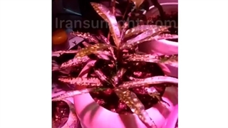 لامپ رشد گیاه 12 وات با پایه کلیپسی و تاثیر ان روی گیاهان اپارتمانی