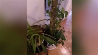 تاثیر لامپ رشد روی گیاهان پس از 4 ماه !