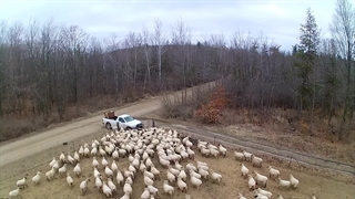 نحوه غذا دادن به بره و گوسفندان