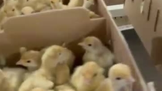 شرکت نمونه تک فروش جوجه بوقلمون