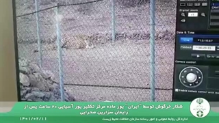 اولین شکار یوز ماده مرکز تکثیر یوز آسیایی برای سه قلوها