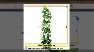 ریسه های  برگ مصنوعی فیتونیا