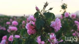 حال و هوای گلاب گیری در ایران