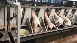 نژاد گوسفند خارجی آصف