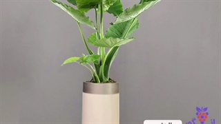 خرید گلدان هدیه لوکس با گیاهان آپارتمانی زیبا