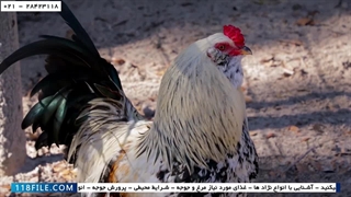 آموزش پرورش مرغ محلی-آموزش پرورش مرغ تخمگذار صنعتی-مقدار غذای لازم مرغ ها