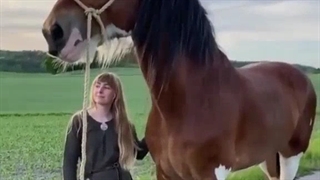 اسب زیبا ، Horse ,best horse