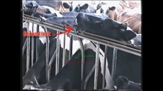 حیوانات خلاق (1)