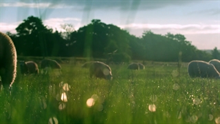 تحقیق در مورد شغل دامپروری