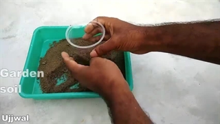 کاشت و پرورش گیاه زردچوبه در خانه