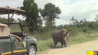 حمله کرگدن به خودروهای توریستی