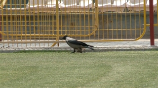 شکار موش توسط کلاغ