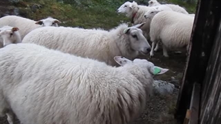 صدا گوسفندان