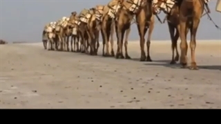 ای کاروان آهسته گئت یار از برم رفت