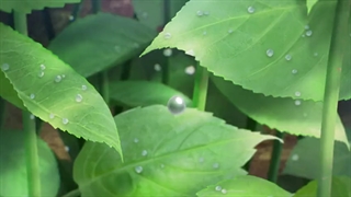 انیمهAkebi’s Sailor Uniform قسمت پنجم با زیرنویس فارسی (لینک دانلود با زیرنویس چسبیده در کپشن)